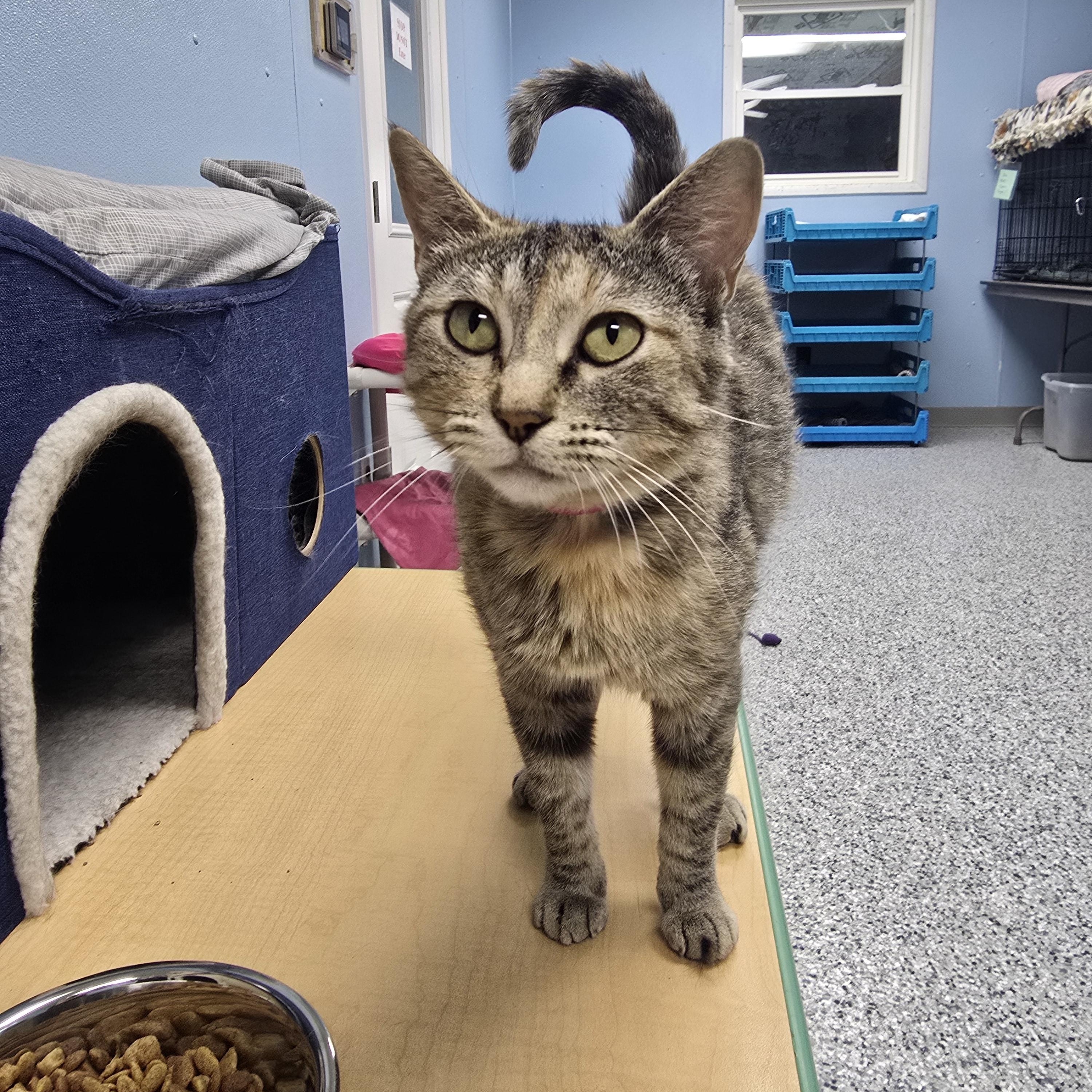 Robin, ADOPTABLE, Young Female Domestic Short Hair.