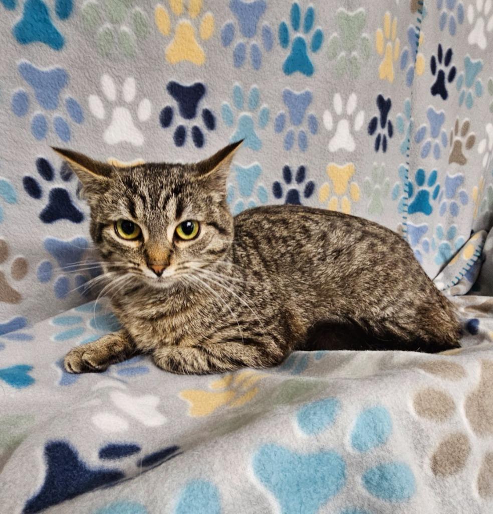 Adele, Adoptable, Kitten Female Domestic Short Hair.
