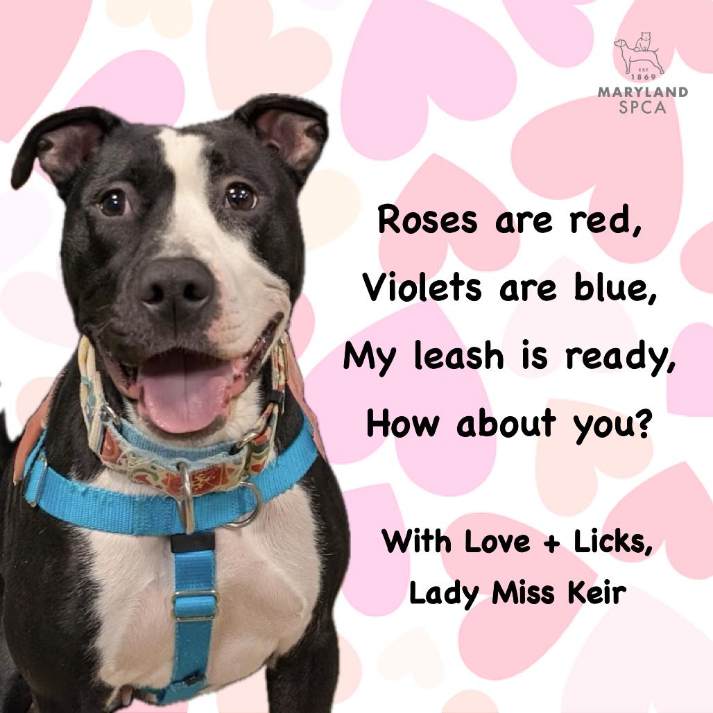 Enlarge Lady Miss Kier, a Adoptable Pit Bull Terrier in Baltimore, MD image 1/6