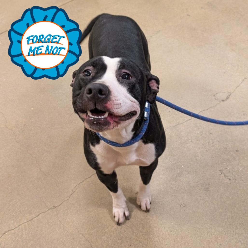 Enlarge Lady Miss Kier, a Adoptable Pit Bull Terrier in Baltimore, MD image 2/6