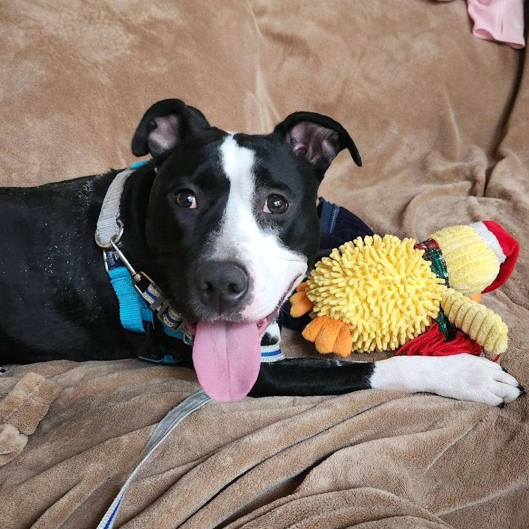 Enlarge Lady Miss Kier, a Adoptable Pit Bull Terrier in Baltimore, MD image 4/6
