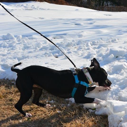 Enlarge Lady Miss Kier, a Adoptable Pit Bull Terrier in Baltimore, MD image 5/6