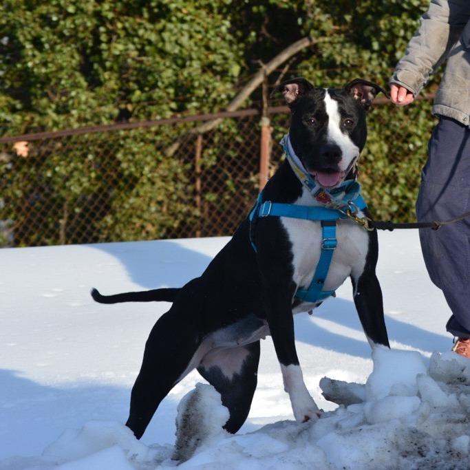 Enlarge Lady Miss Kier, a Adoptable Pit Bull Terrier in Baltimore, MD image 6/6