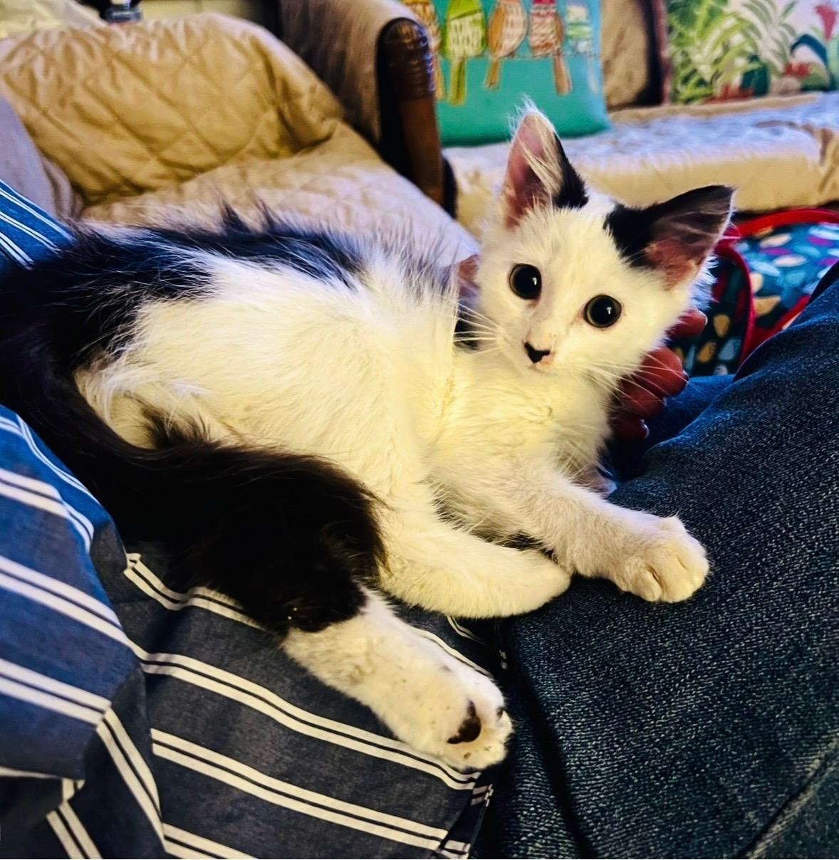 Amor, an adopted mixed breed in Ridgefield, NJ image 4/4