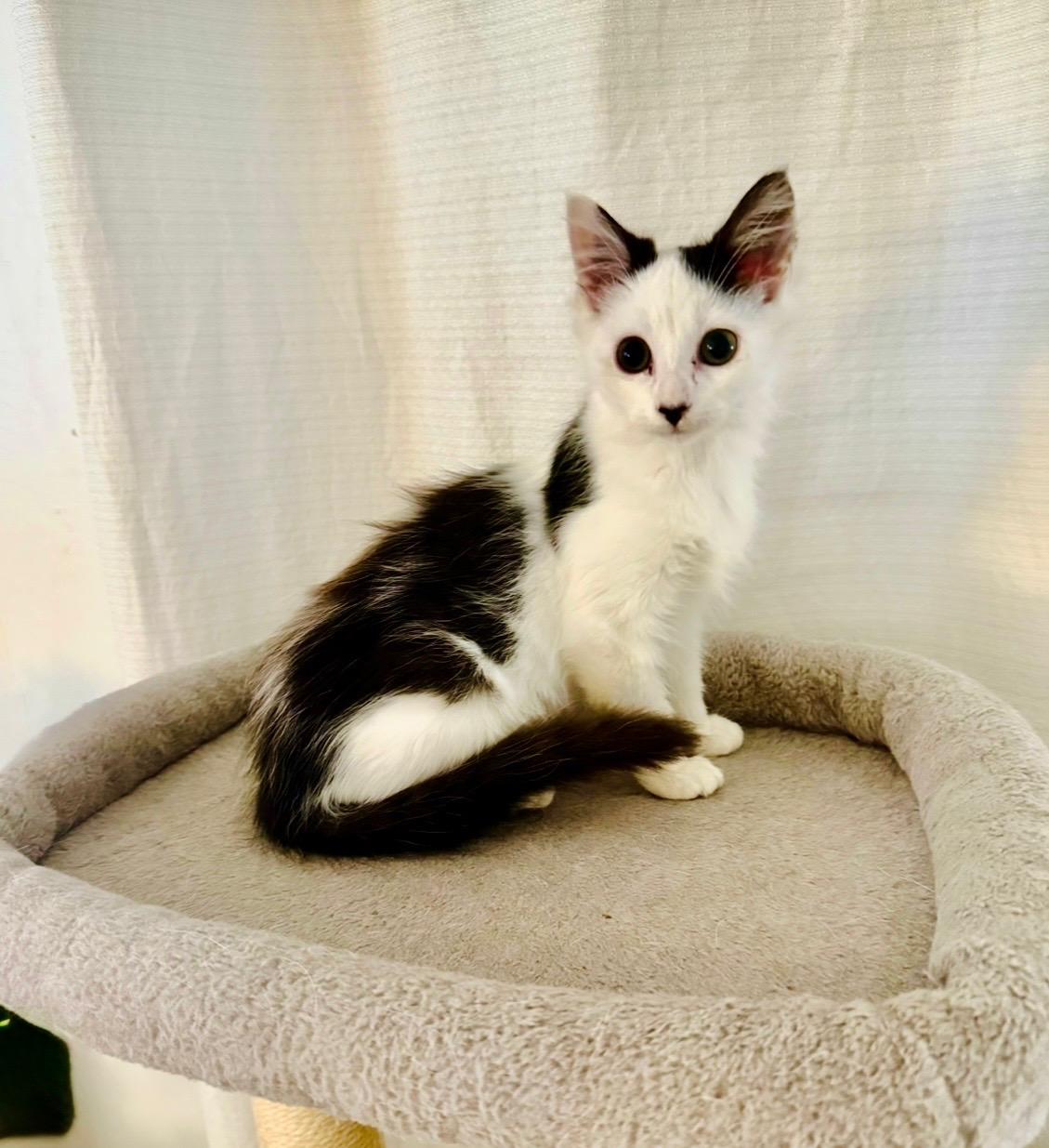 Amor, an adopted mixed breed in Ridgefield, NJ image 2/4