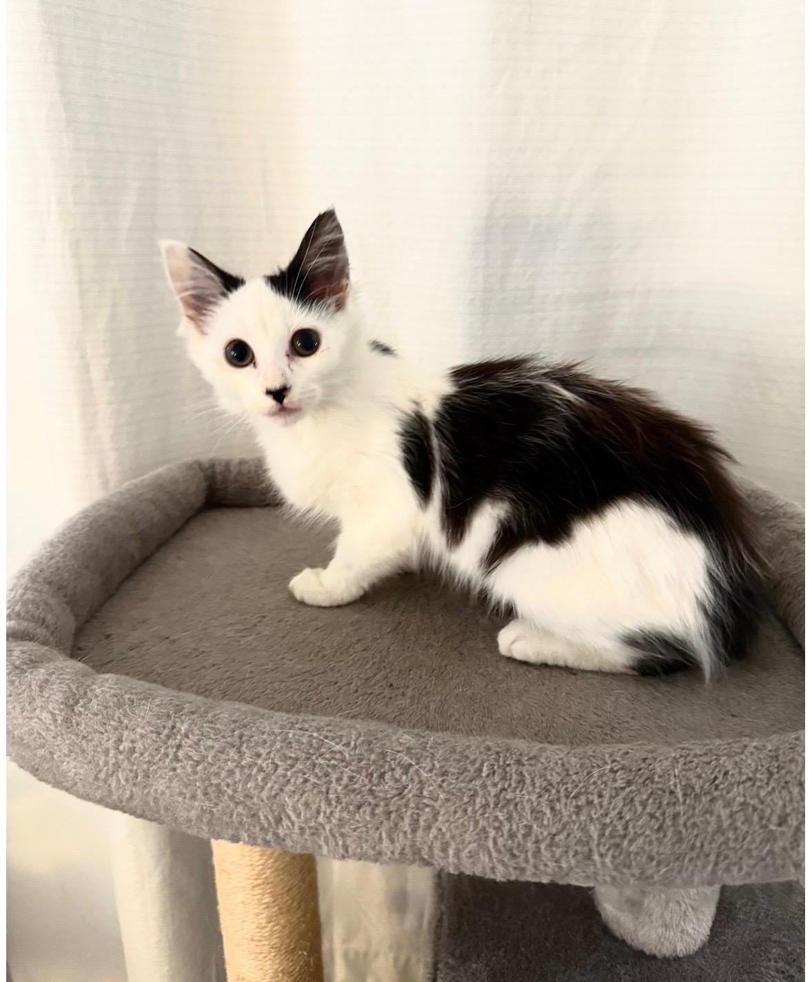 Amor, an adopted mixed breed in Ridgefield, NJ image 3/4