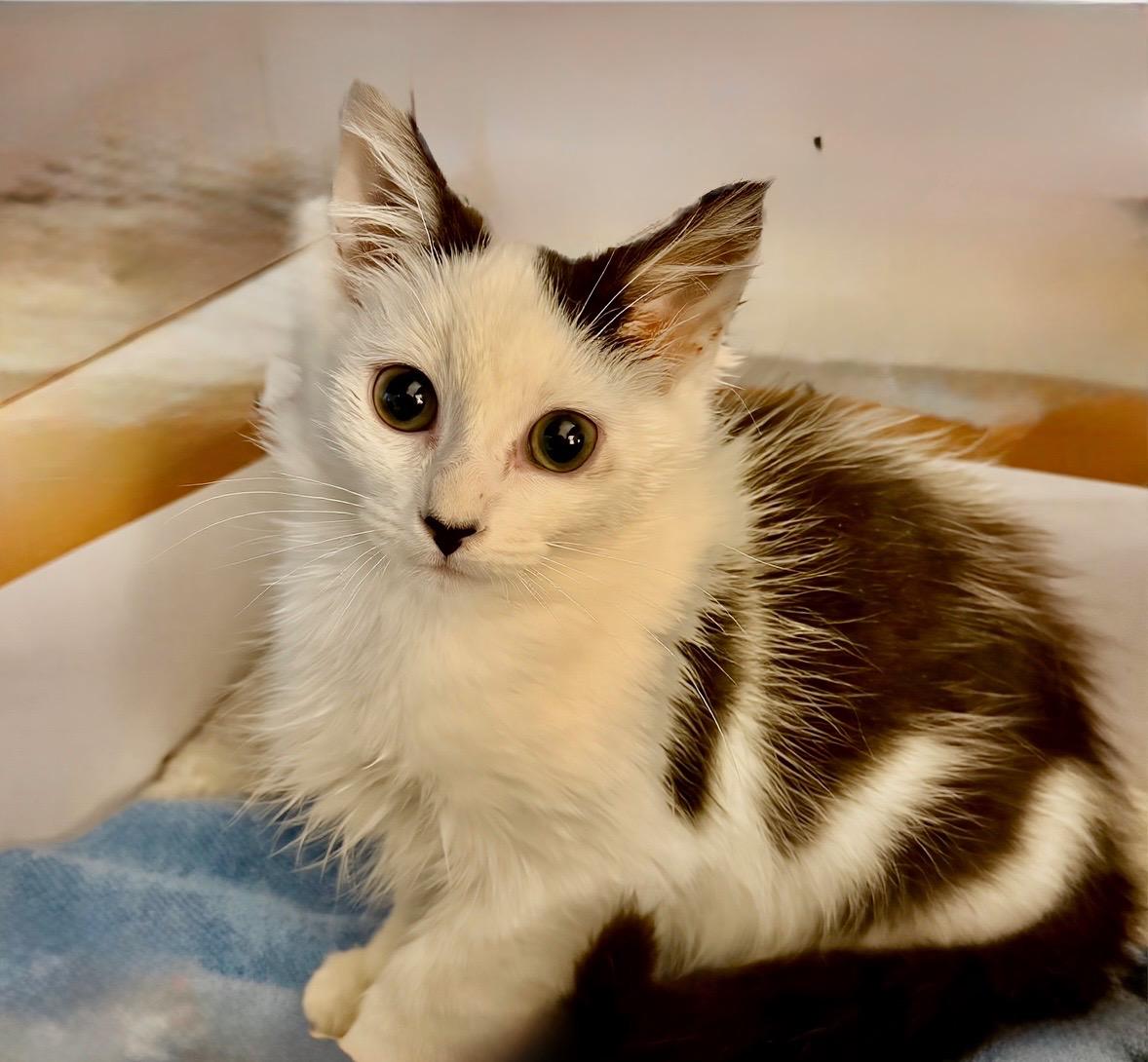 Amor, adopted, Kitten Female Domestic Long Hair & Maine Coon.