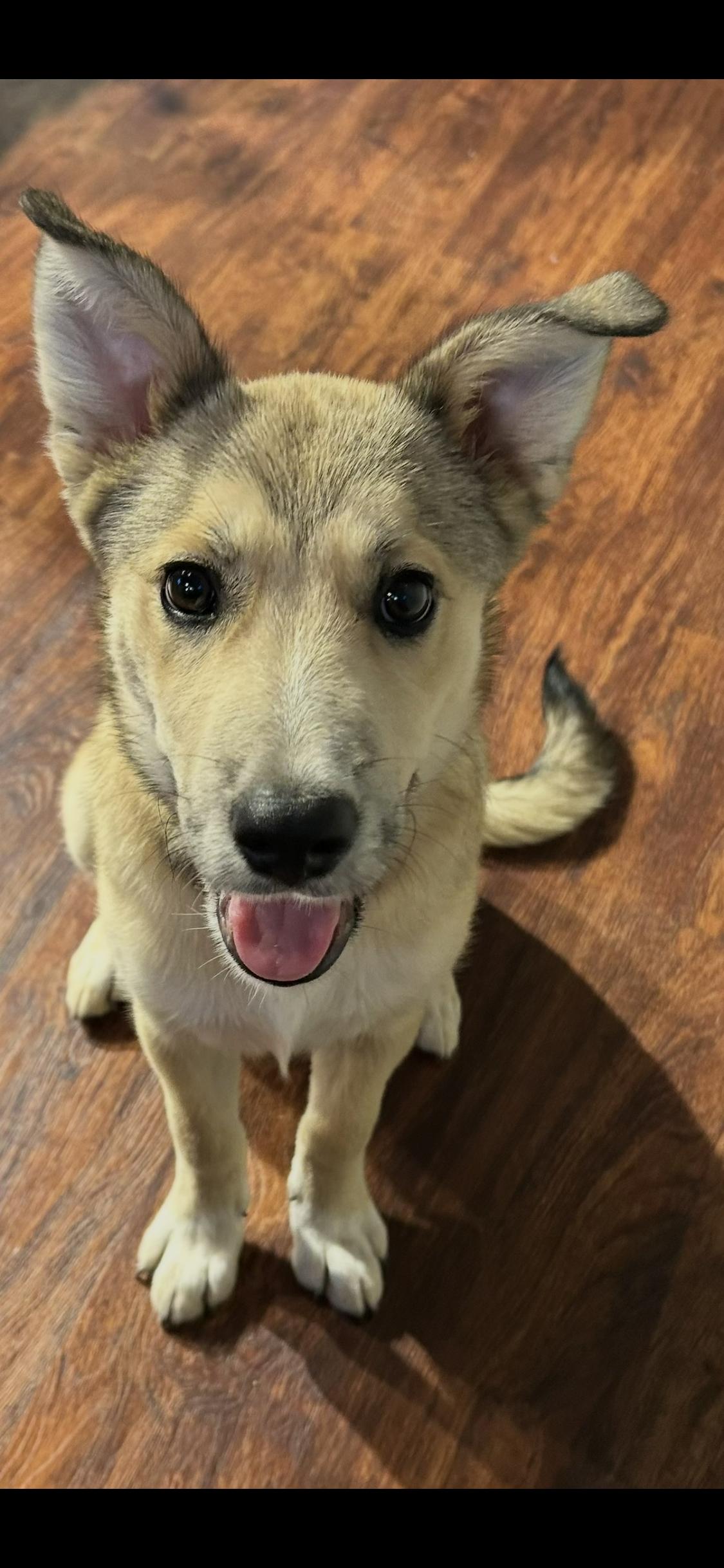 Stella, Adoptable, Young Female German Shepherd Dog & White German Shepherd.