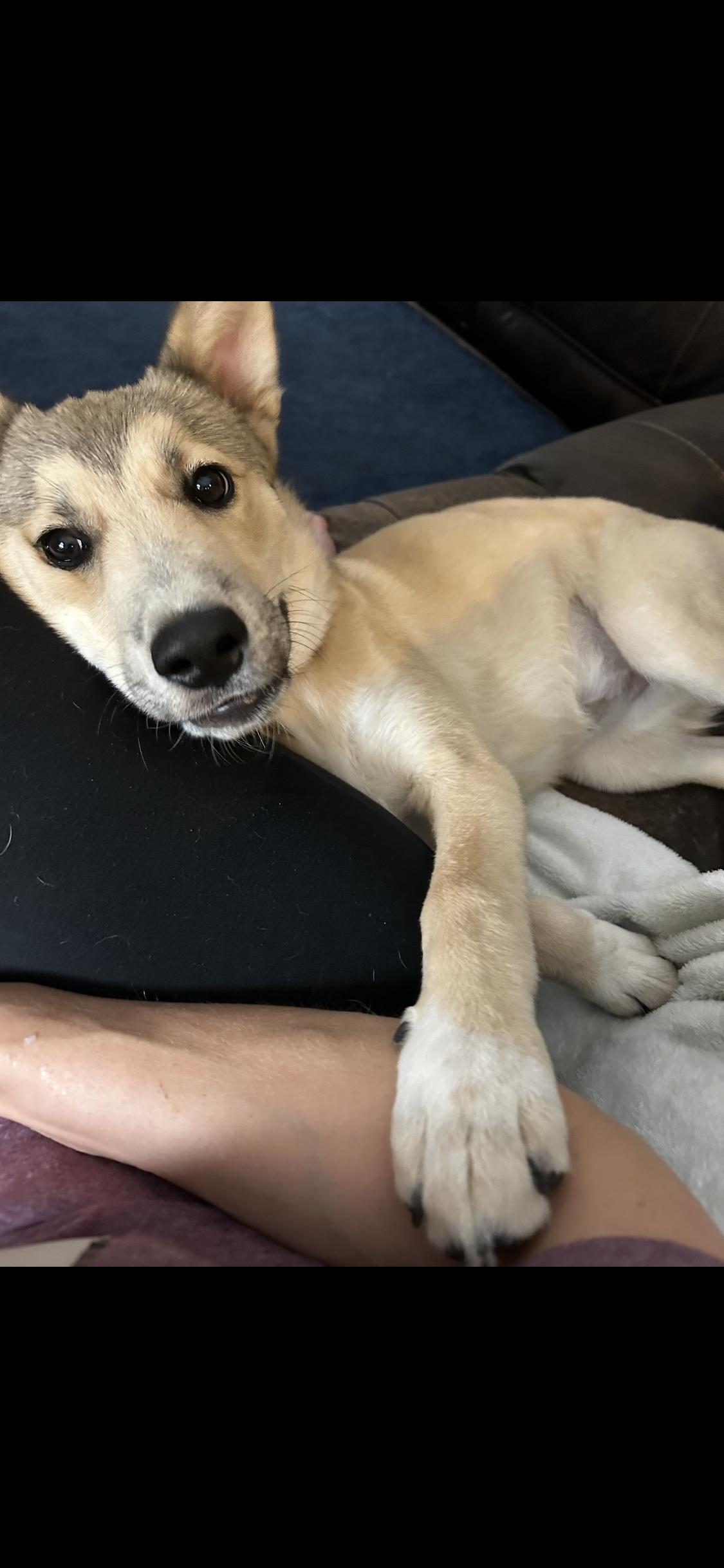 Enlarge Stella, a Adoptable mixed breed in Allen, TX image 2/3