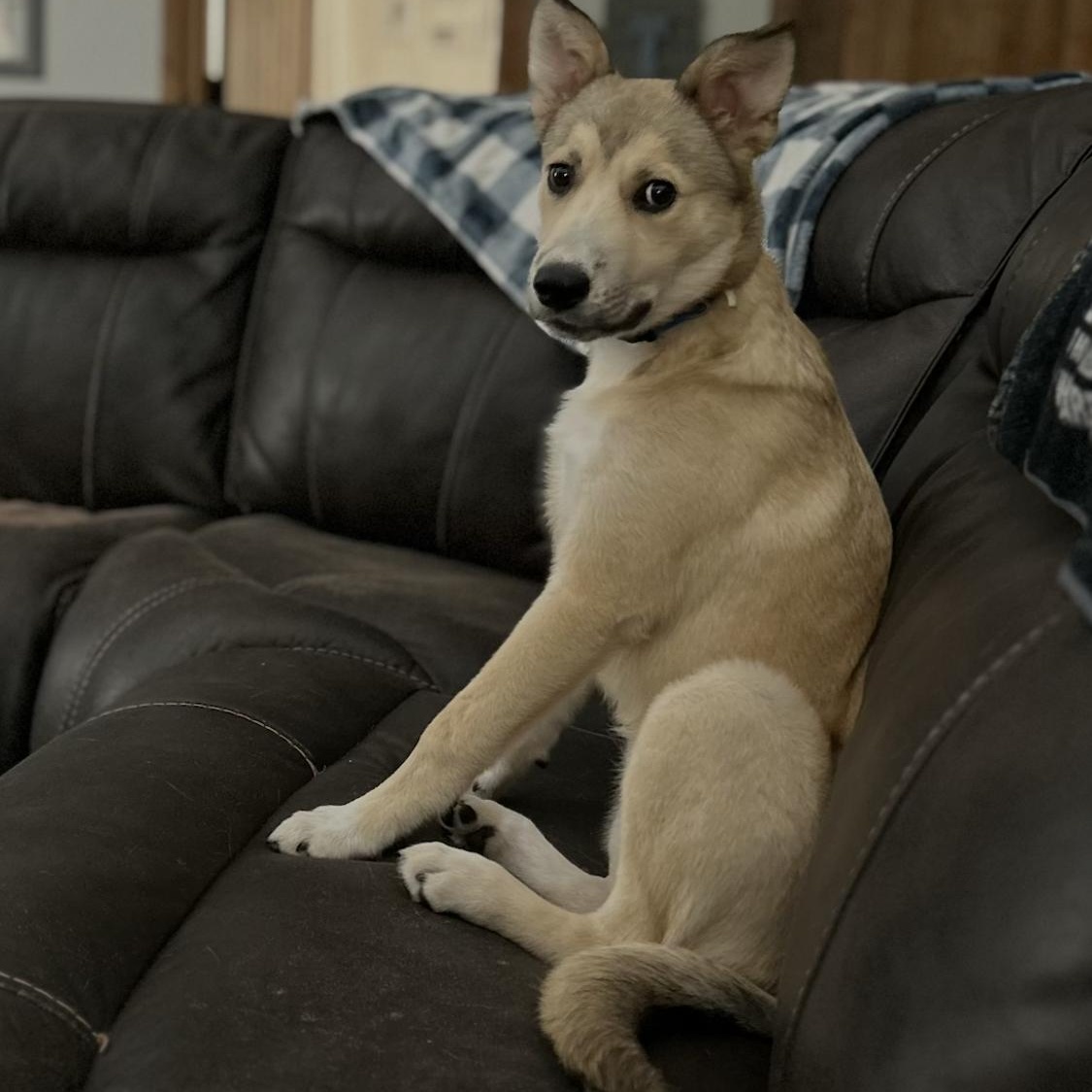 Enlarge Stella, a Adoptable mixed breed in Allen, TX image 3/3