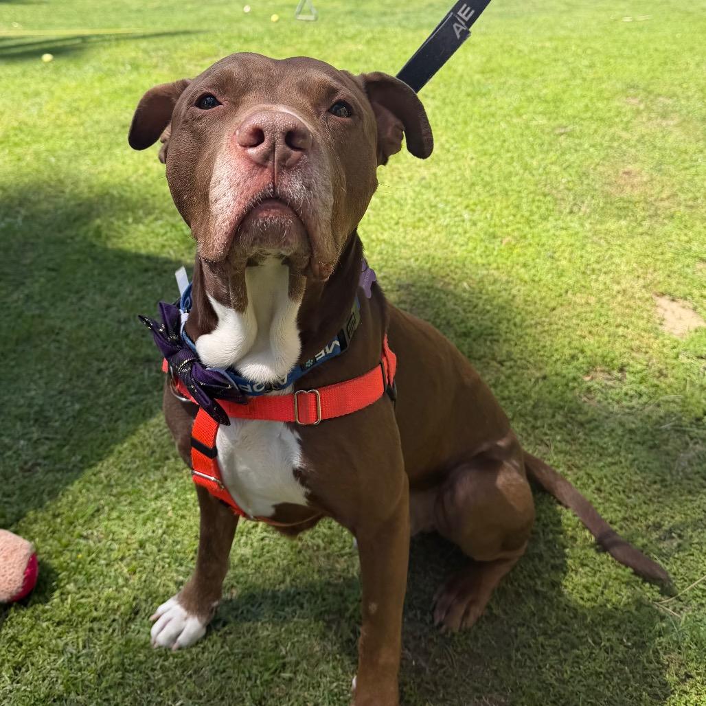 Kilo, Adoptable, Adult Male Pit Bull Terrier.