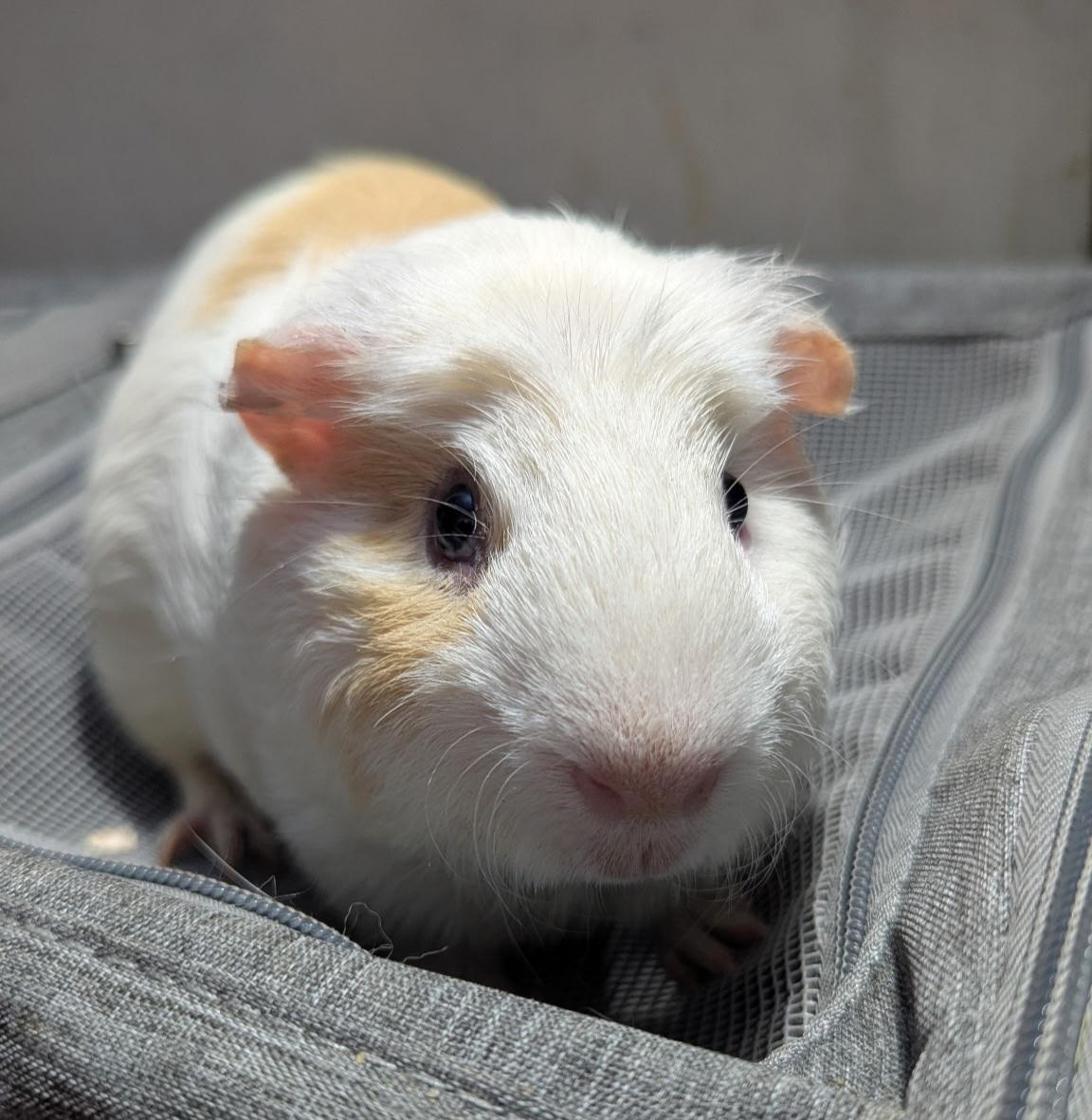 Enlarge Linzer, a Adoptable mixed breed in Basking Ridge, NJ image 2/2