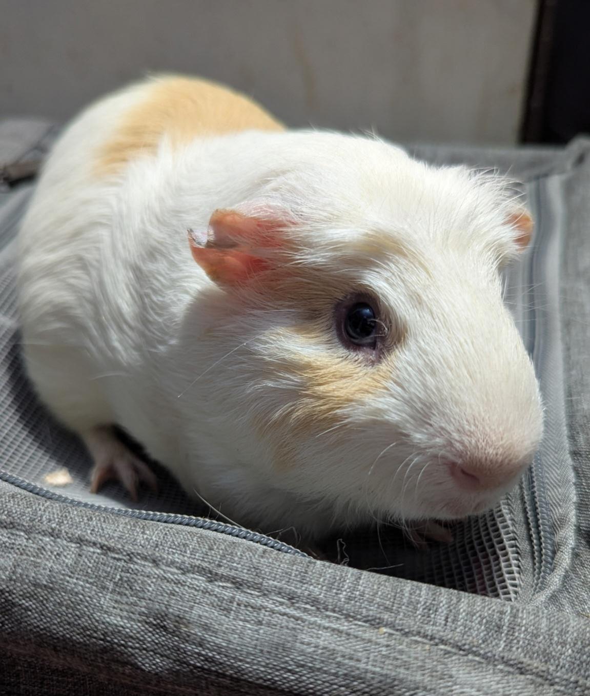 Linzer, Adoptable, Young Male Short-Haired & Guinea Pig.
