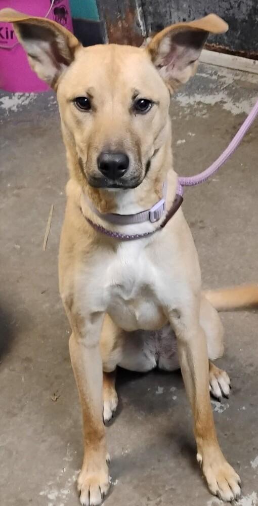 Tilly #7, Adoptable, Adult Female Shepherd.