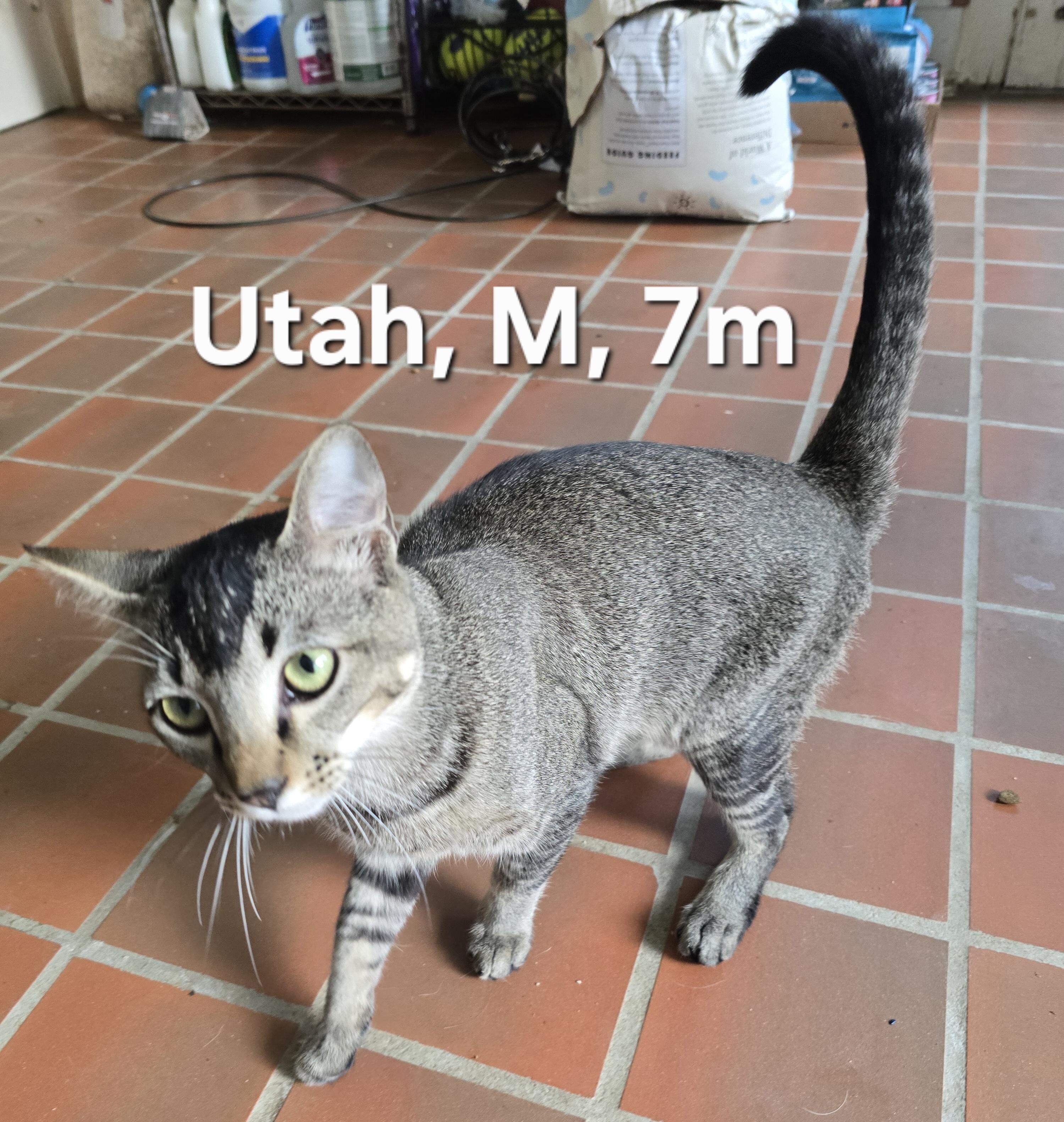 Utah, adopted, Kitten Male Domestic Short Hair.