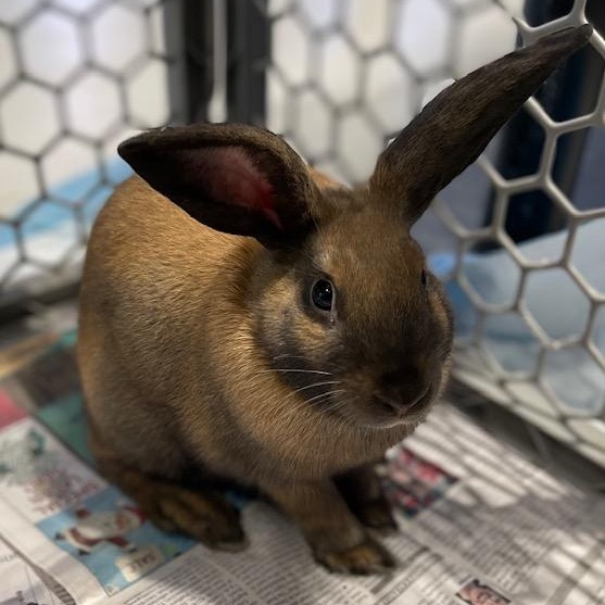 Harry, Adoptable, Young Male Rex.