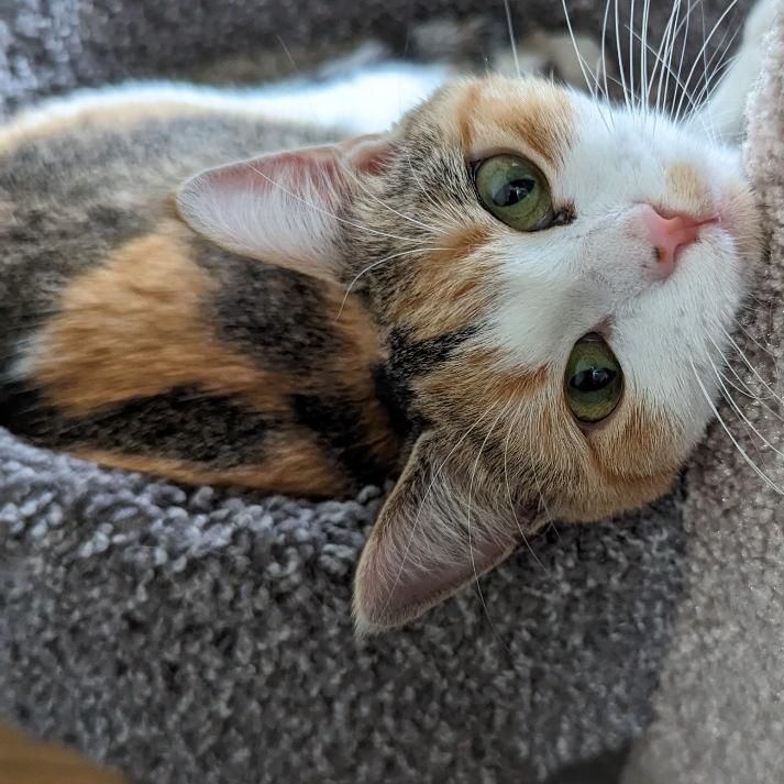 Caleigh C9767, Adoptable, Adult Female Domestic Short Hair.