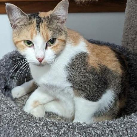 Enlarge Caleigh C9767, a Adoptable Domestic Short Hair in Blaine, MN image 4/6