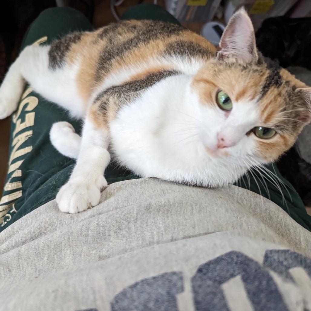 Enlarge Caleigh C9767, a Adoptable Domestic Short Hair in Blaine, MN image 3/6