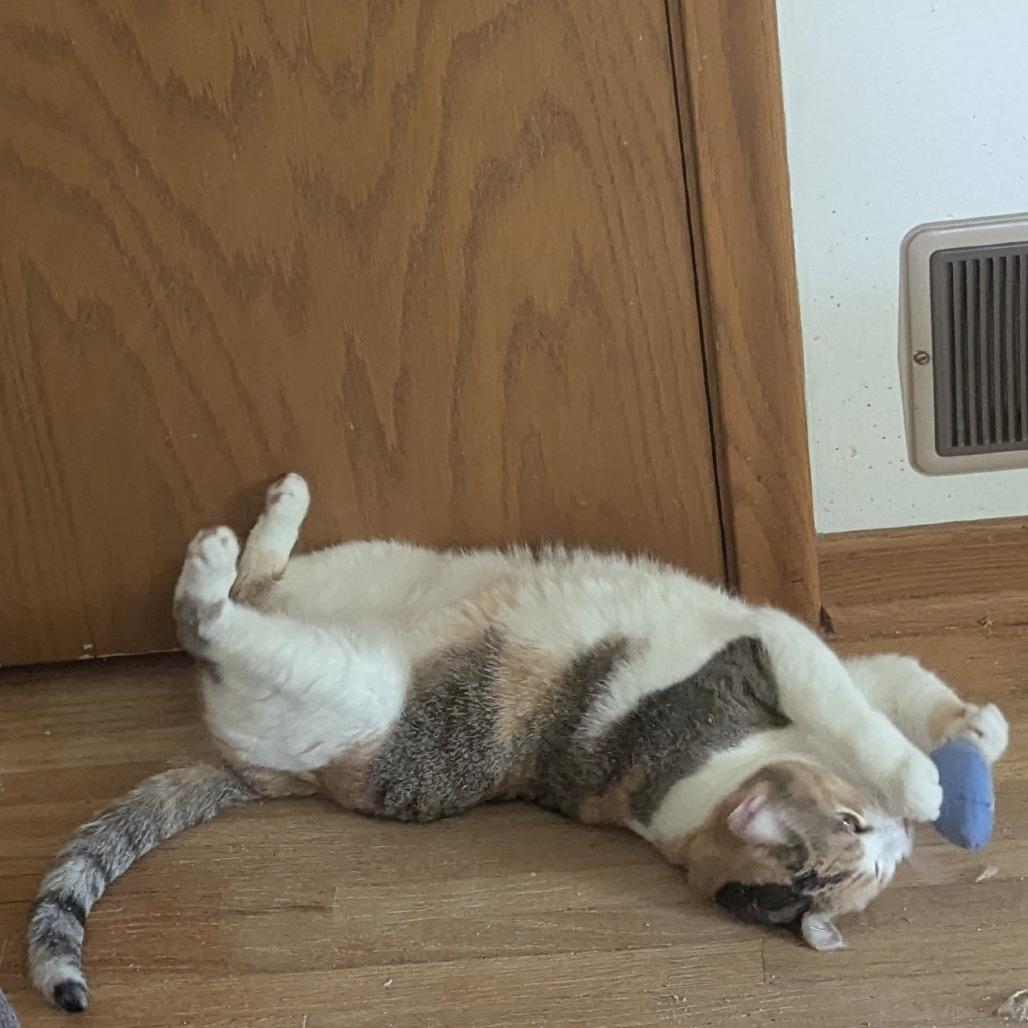 Enlarge Caleigh C9767, a Adoptable Domestic Short Hair in Blaine, MN image 6/6