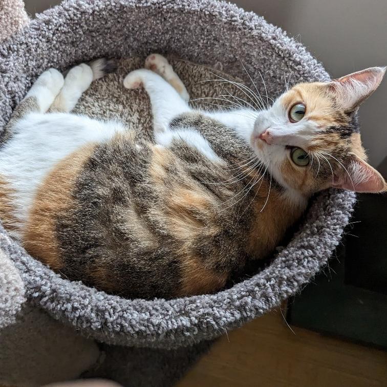 Enlarge Caleigh C9767, a Adoptable Domestic Short Hair in Blaine, MN image 2/6