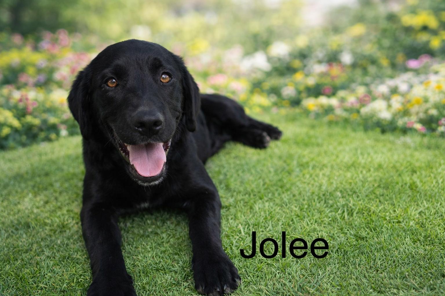 Enlarge Jolee, a ADOPTABLE Black Labrador Retriever in Darien, GA image 1/1