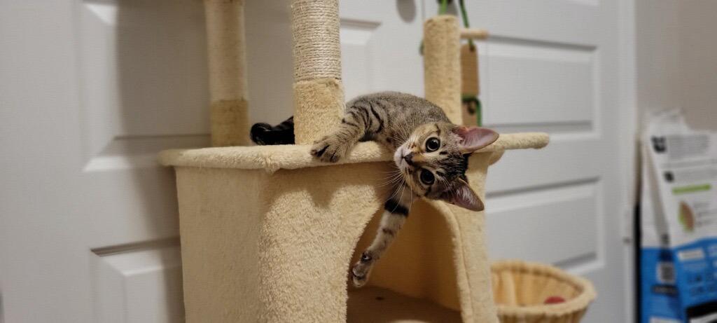 Kinsley (Sister of Ash)