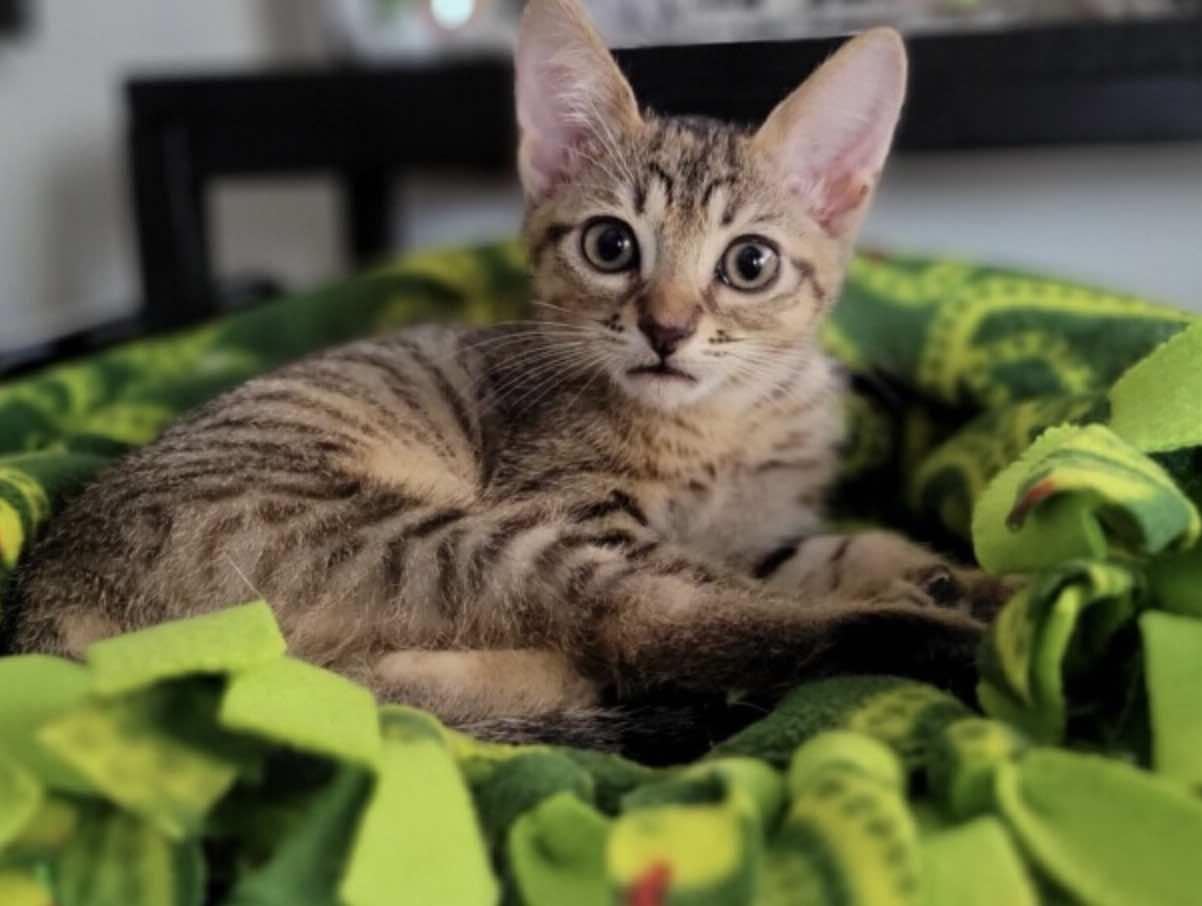 Kinsley (Sister of Ash)