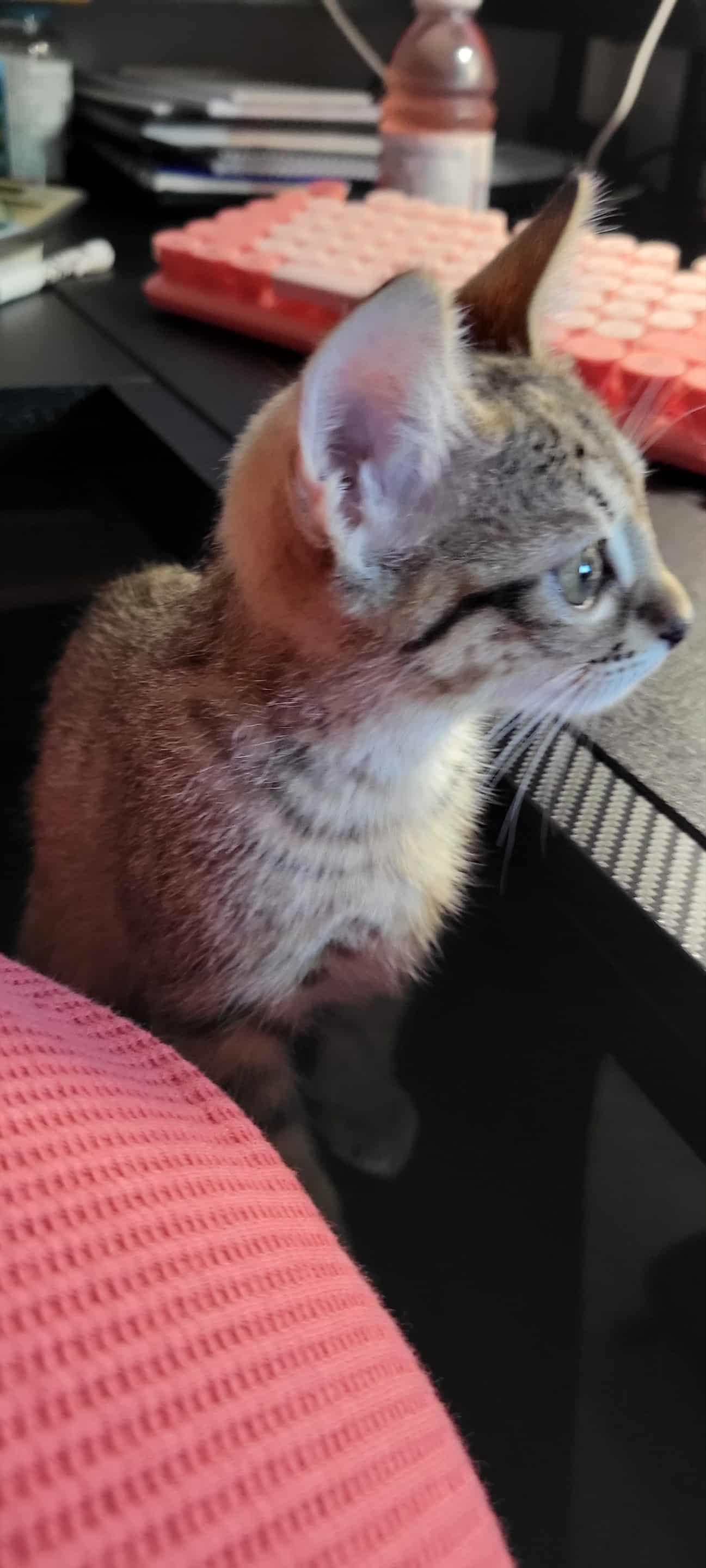 Kinsley (Sister of Ash)