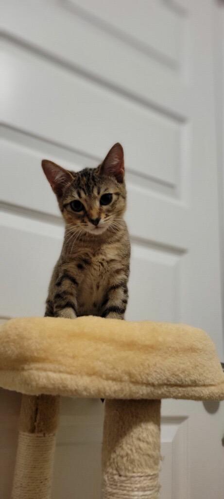 Kinsley (Sister of Ash)