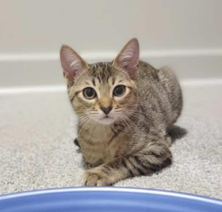 Kinsley (Sister of Ash)