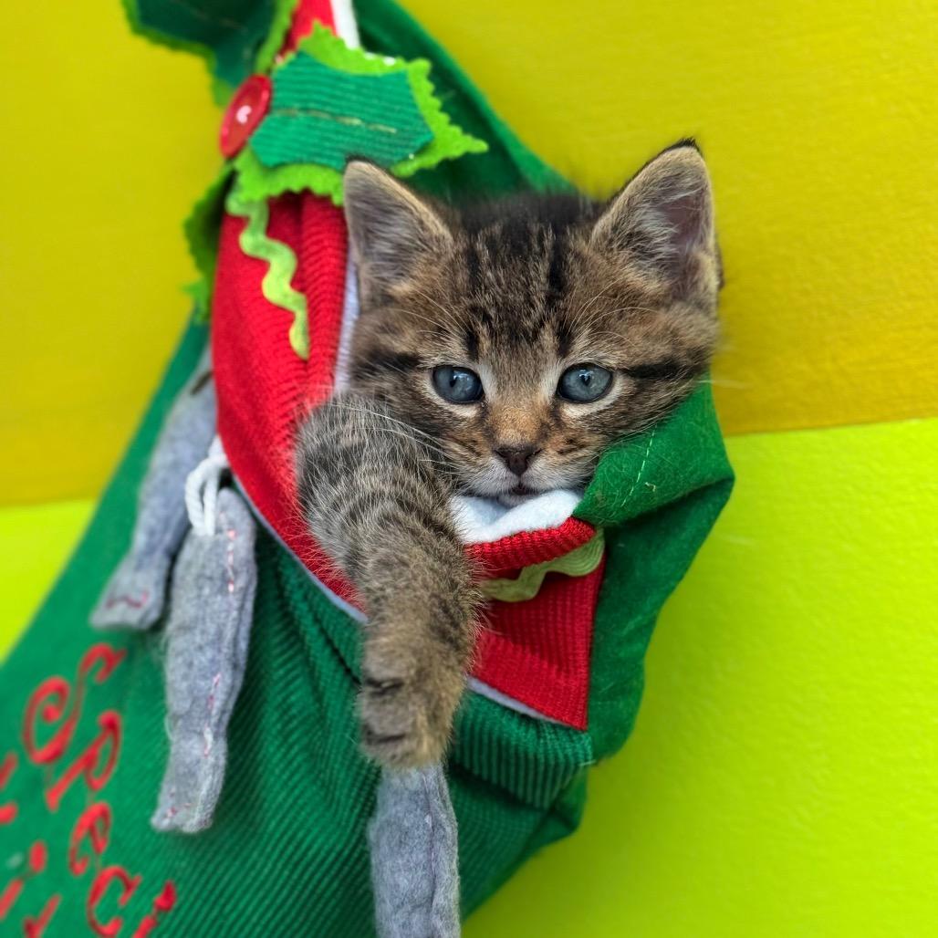 Matt, Adoptable, Kitten Male Domestic Short Hair.