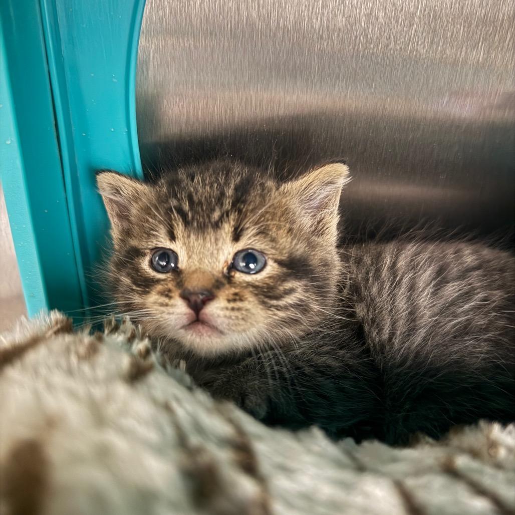 Matt, a Adoptable Domestic Short Hair in Spring Hill, KS image 2/2