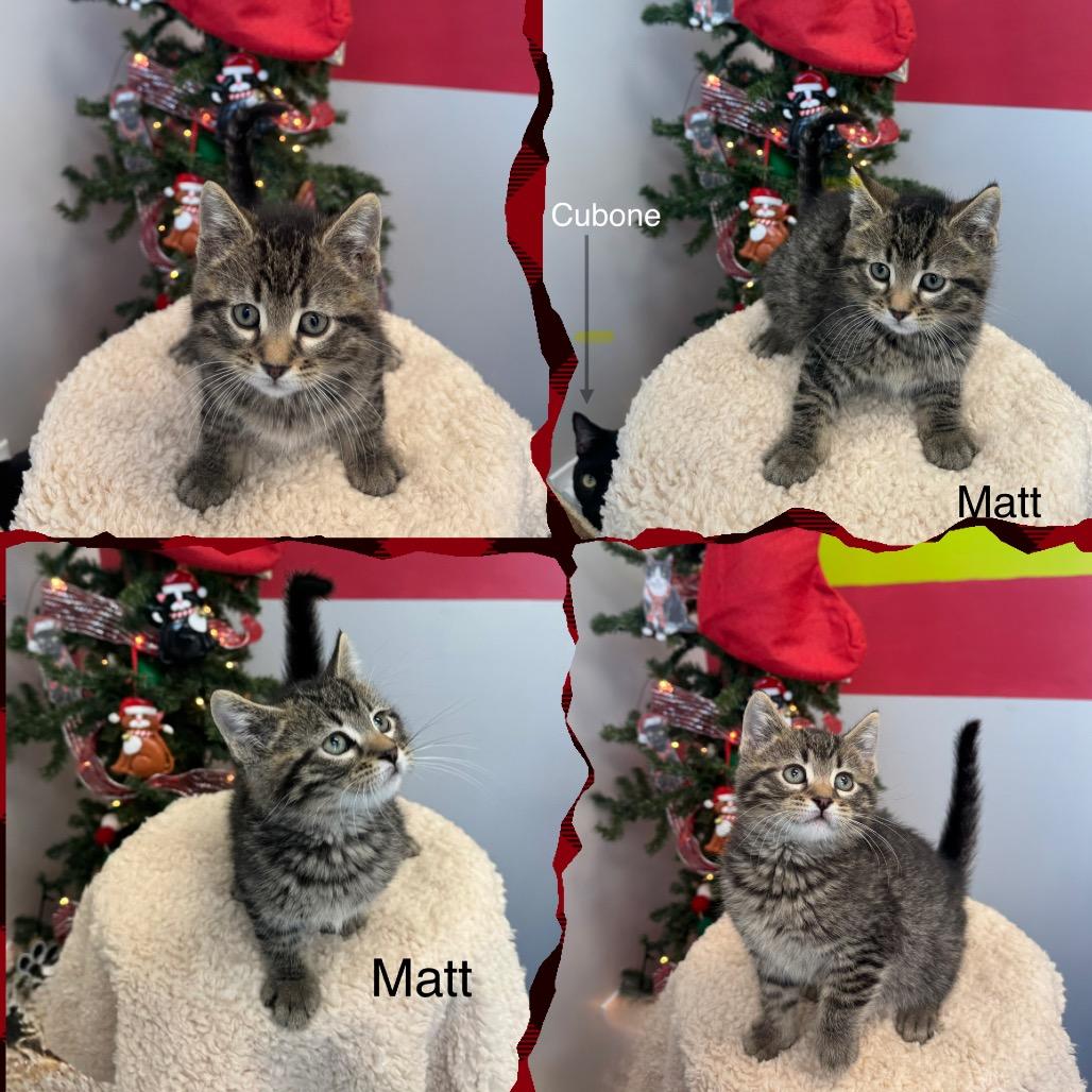 Enlarge Matt, a Adoptable Domestic Short Hair in Spring Hill, KS image 3/3