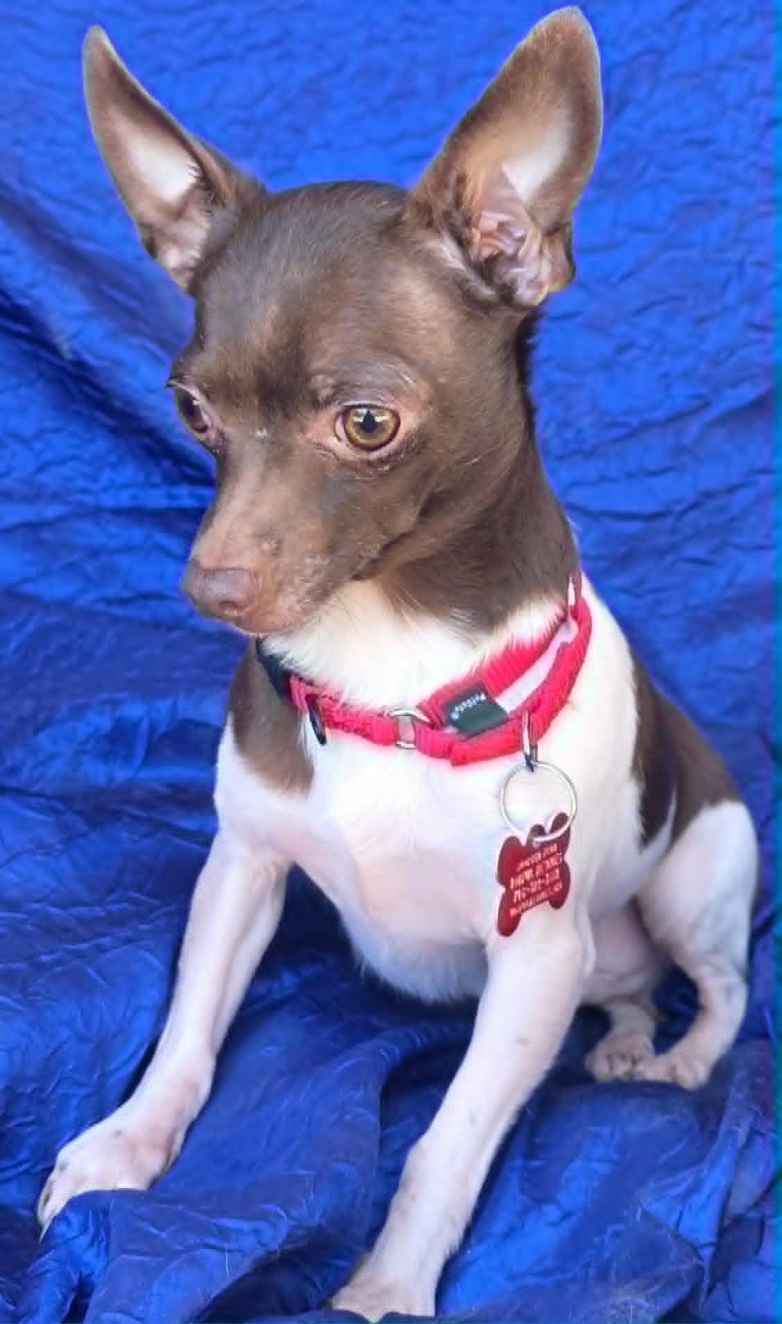 Omar Otto, Adoptable, Young Male Rat Terrier & Chihuahua.