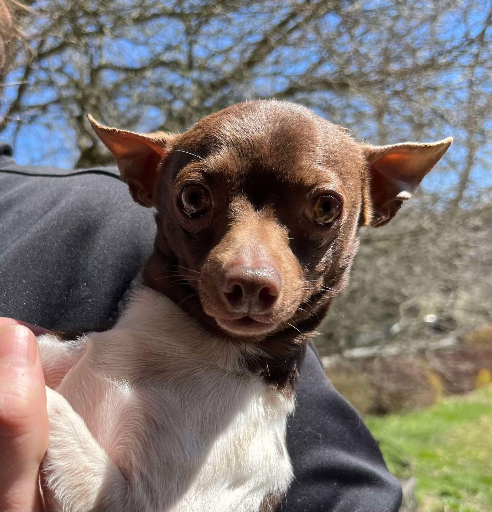 Enlarge Omar Otto, a Adoptable Rat Terrier in Cuba, NY image 1/2
