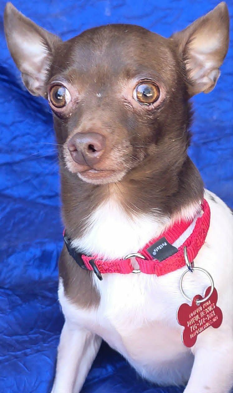 Enlarge Omar Otto, a Adoptable mixed breed in Cuba, NY image 2/3