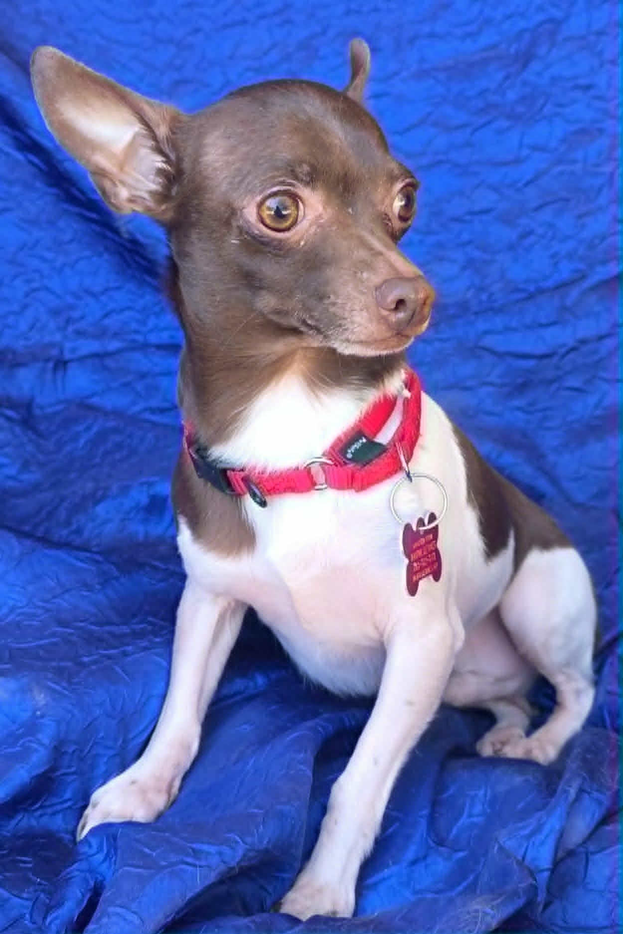 Enlarge Omar Otto, a Adoptable mixed breed in Cuba, NY image 3/3