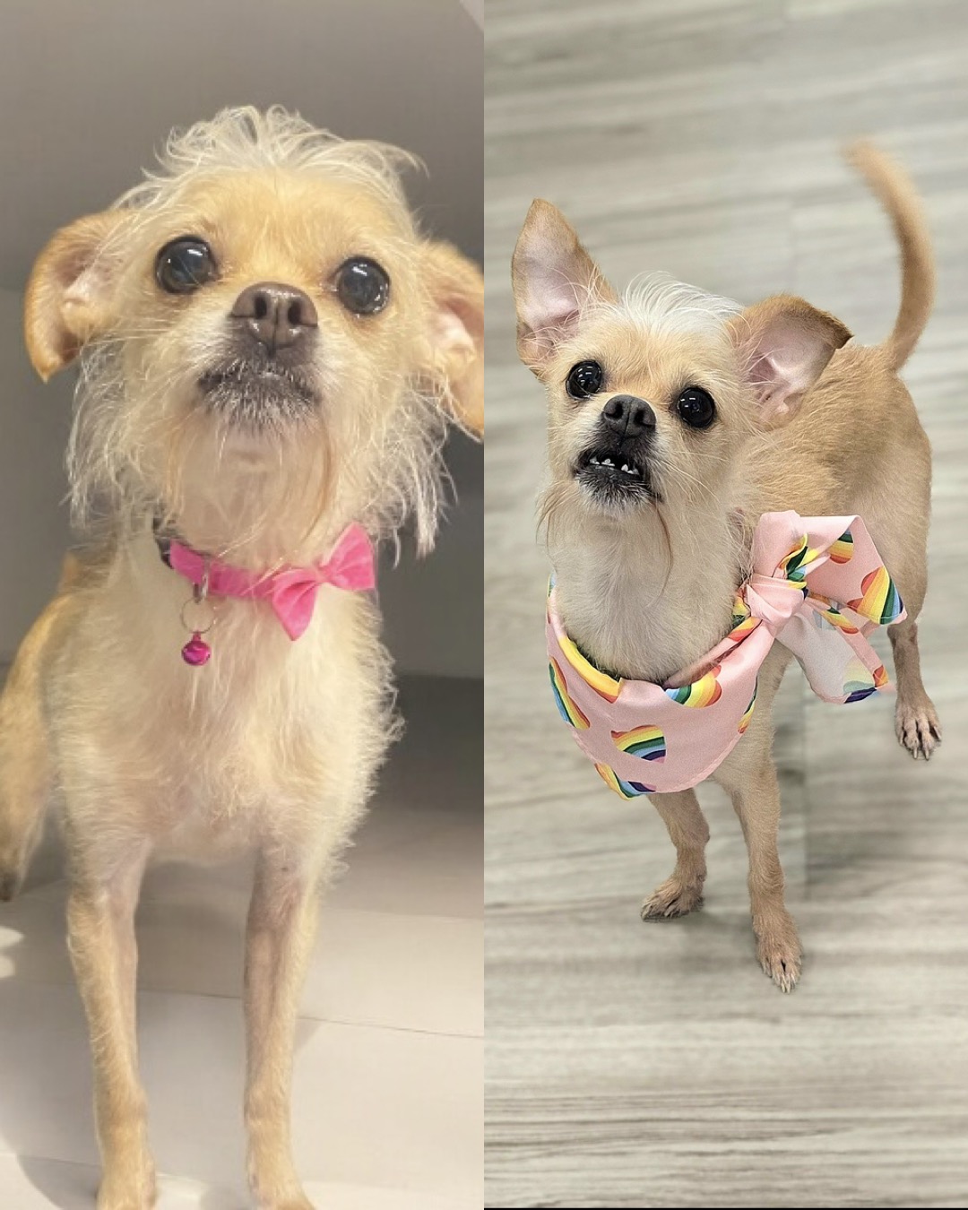 Chia, Adopted, Adult Female Mixed Breed.