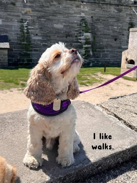 Marley, adopted, Adult Male Cocker Spaniel.