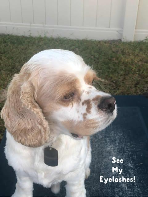 Marley, adopted, Adult Male Cocker Spaniel.