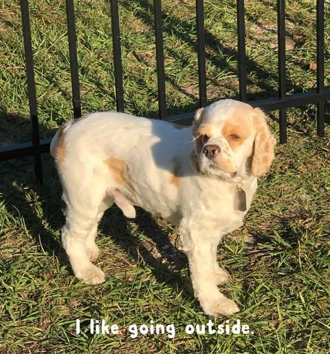 Enlarge Marley, an adopted Cocker Spaniel in Lake City, FL image 3/5