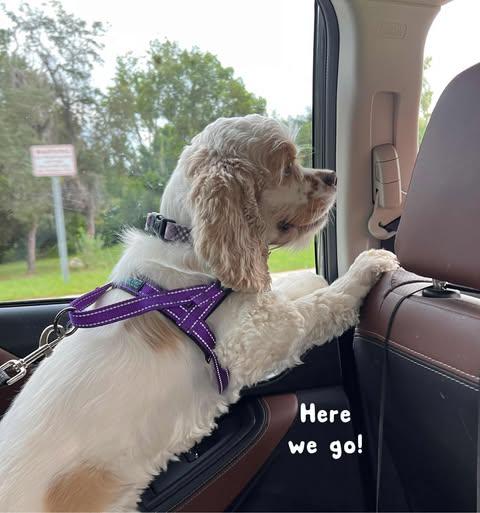 Enlarge Marley, an adopted Cocker Spaniel in Lake City, FL image 4/5