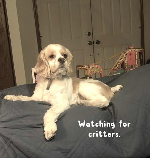 Enlarge Marley, an adopted Cocker Spaniel in Lake City, FL image 5/5