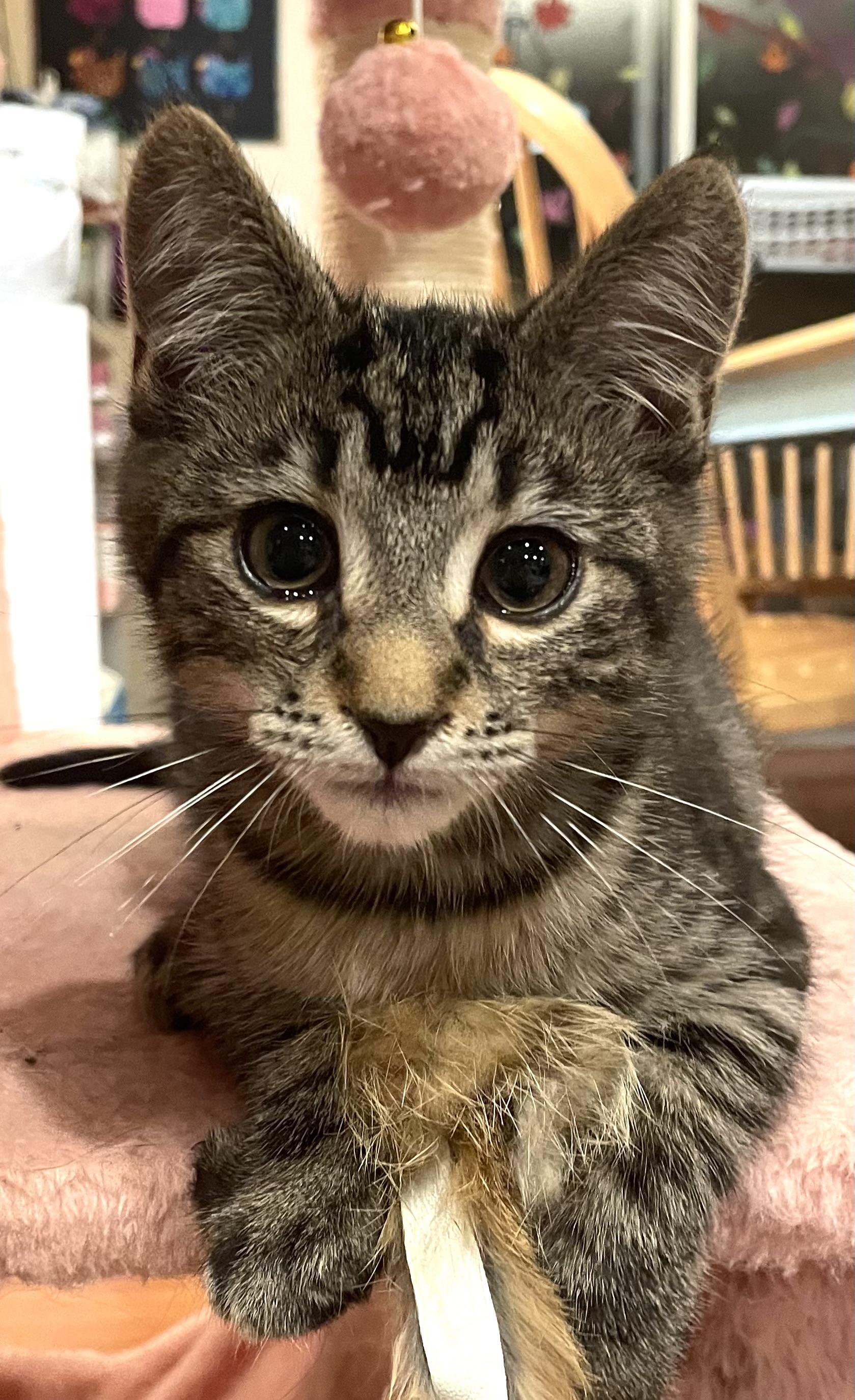 Zimonella, adopted, Kitten Male Domestic Short Hair.