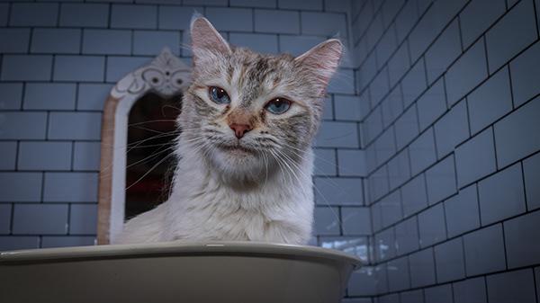 Dolly, Adult Female Siamese