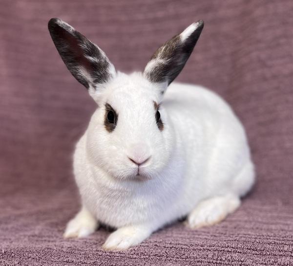 Celine, Adoptable, Adult Female Hotot.