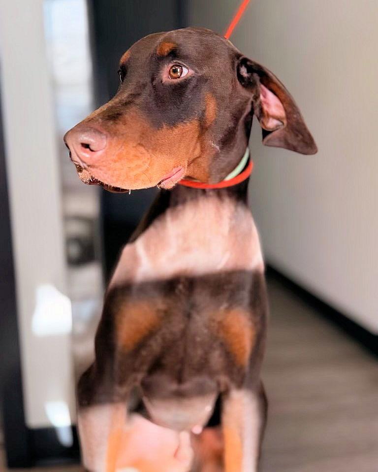 Red, Adoptable, Young Male Doberman Pinscher.