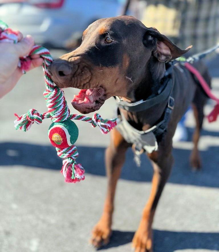 Enlarge Red, a Adoptable Doberman Pinscher in Omaha, NE image 2/3