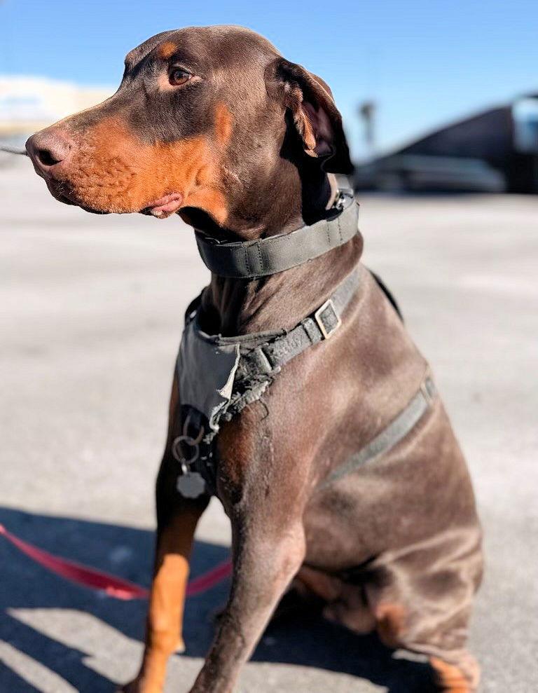 Enlarge Red, a Adoptable Doberman Pinscher in Omaha, NE image 3/3